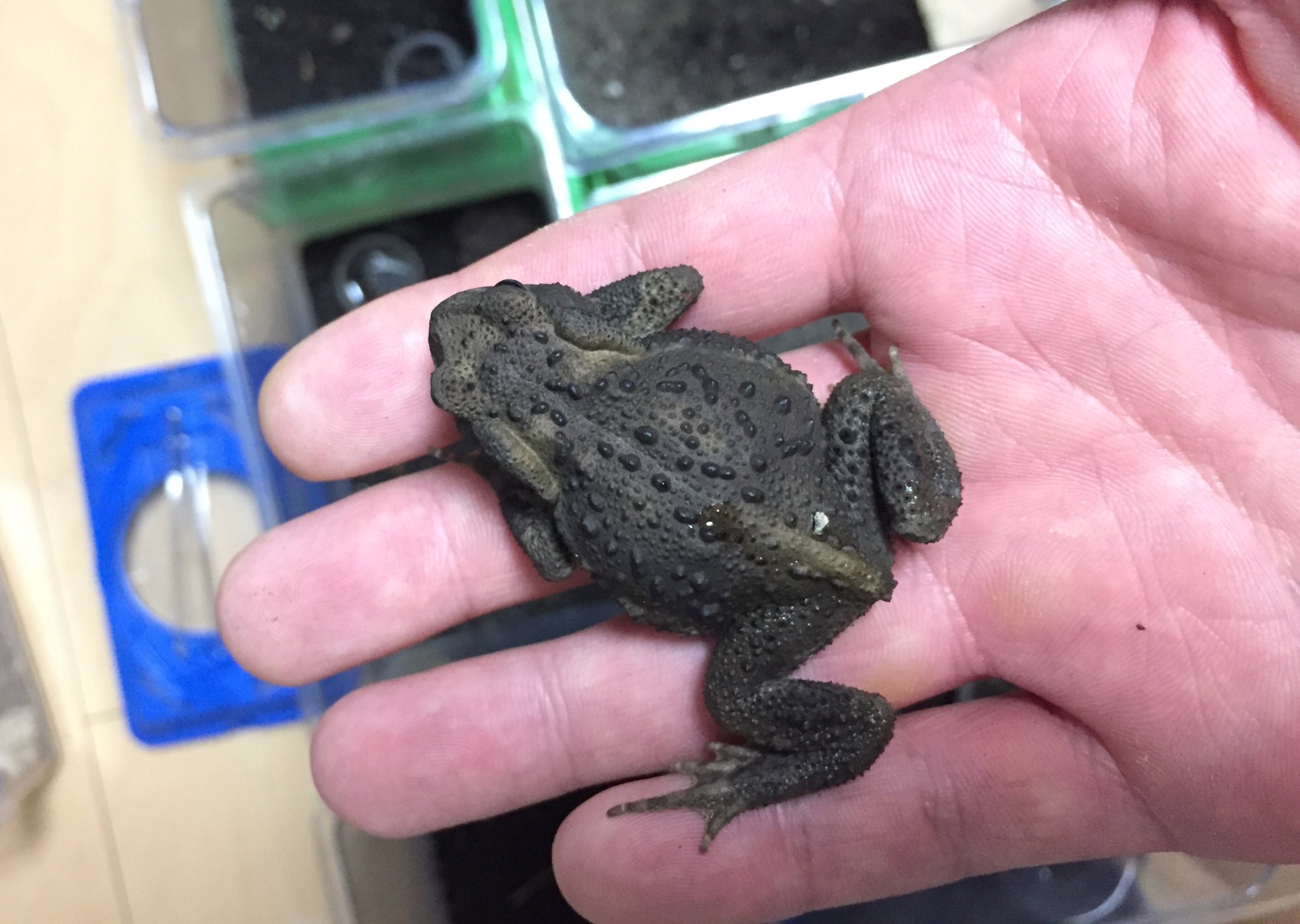 ぽぽす 今年生まれのナガレヒキガエルたち 個体no 9 上陸日 5 27 体長 57mm 9 30現在 備考 一番大きい個体 最初のうちは寧ろ小さい方だったが 一番早く人工飼料に餌付き 爆発的に成長した 早くも声ありの解除音を確認 16卵からのナガレ