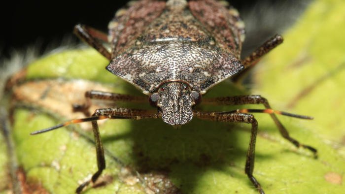 Invasive stink bug spreads to more Illinois counties, U. of I. researchers say
