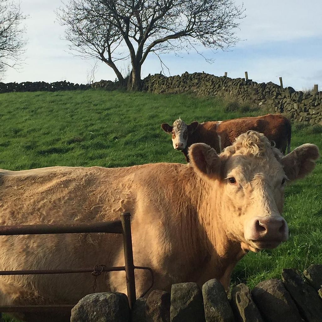 Love our furry neighbours! #cows #gradbach #peakdistrict ift.tt/2dtI7IC