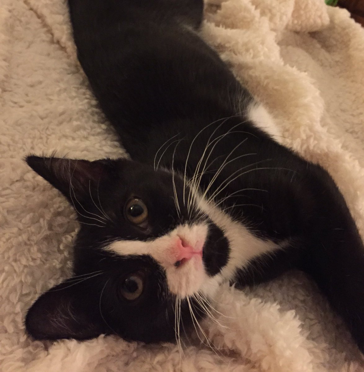 bella_cat7's tweet photo. Hi @xPepper_The_Cat I hope you are doing great!👑😻🐾 https://t.co/NfTIAl2H1Z