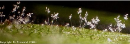Grand_Francais's tweet photo. Biocontrole lINRA decouvre une molecule anti mildiou  via @Vitisphere_sa https://t.co/lAO9X7SxpE https://t.co/lhukirUzth