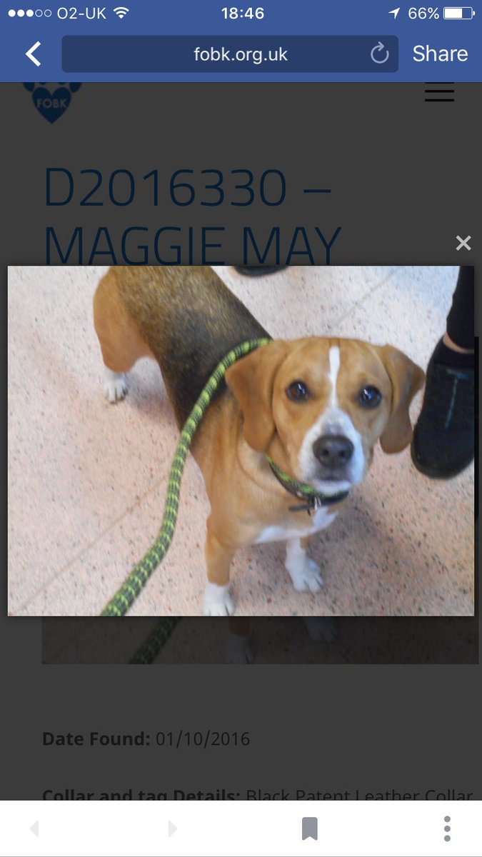 FOUND #Bromborough #Wirral #Merseyside tri female #beagle pls RT facebook.com/TeamBeagleLost…