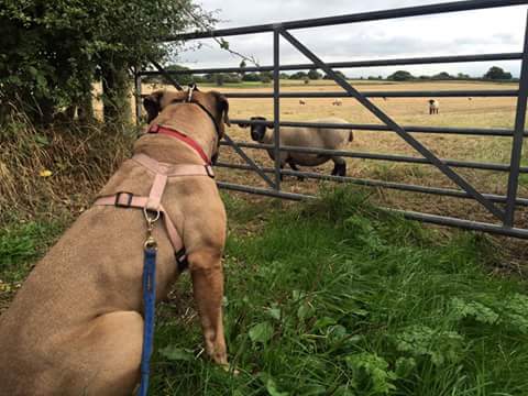 StTrumper's tweet image. Please please rt for cherryl doing a kennel sit in at Hilbrae Shropshire she has 5 hours left in cold damp kennel