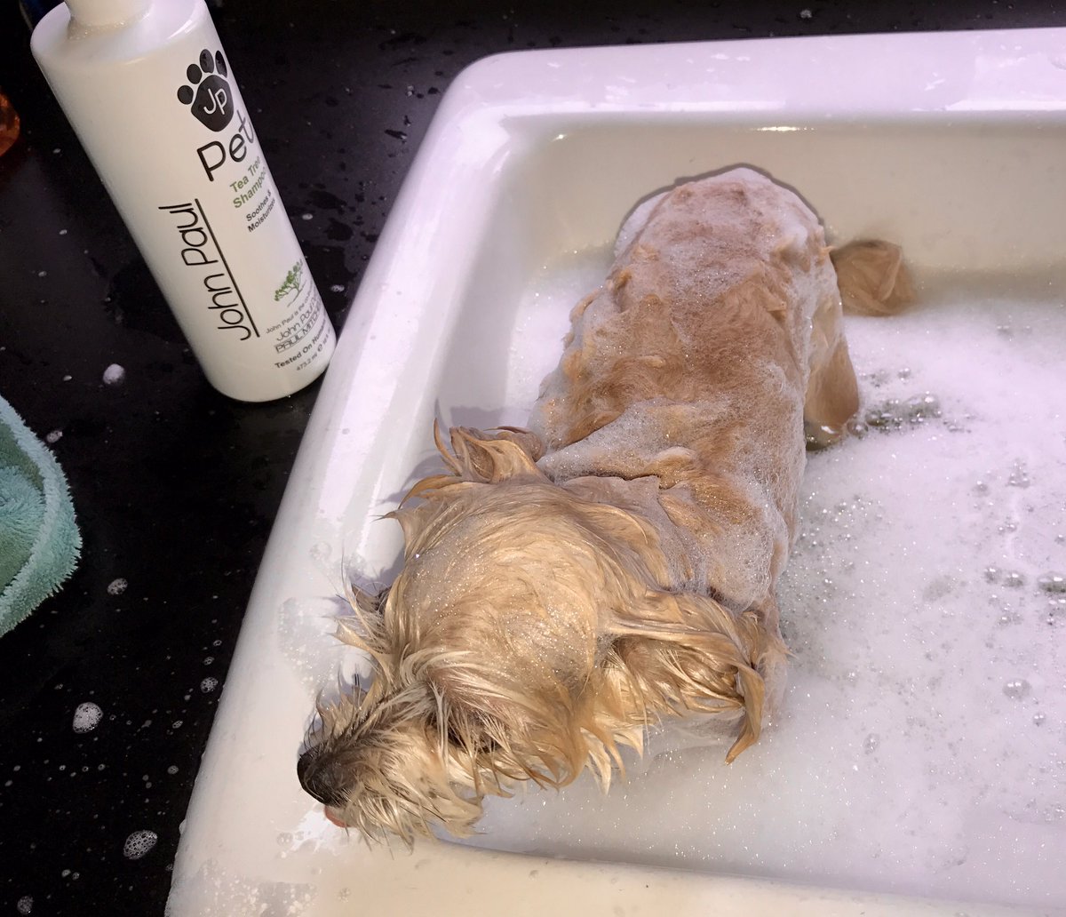 TigerRose420's tweet photo. @PaulMitchellUS
#RoxyBleu loves bath time.
#TeaTreeShampoo ๐พ#JohnPaulPet ๐ฉ๐ถ
Tested on Humans First๐ https://t.co/nimOQaRck5