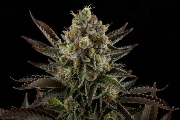Dinafem's tweet photo. Video #Dinafem: #WhiteWidow #feminizada.
https://t.co/E80cwtEMkV https://t.co/W9u8lyBCd6