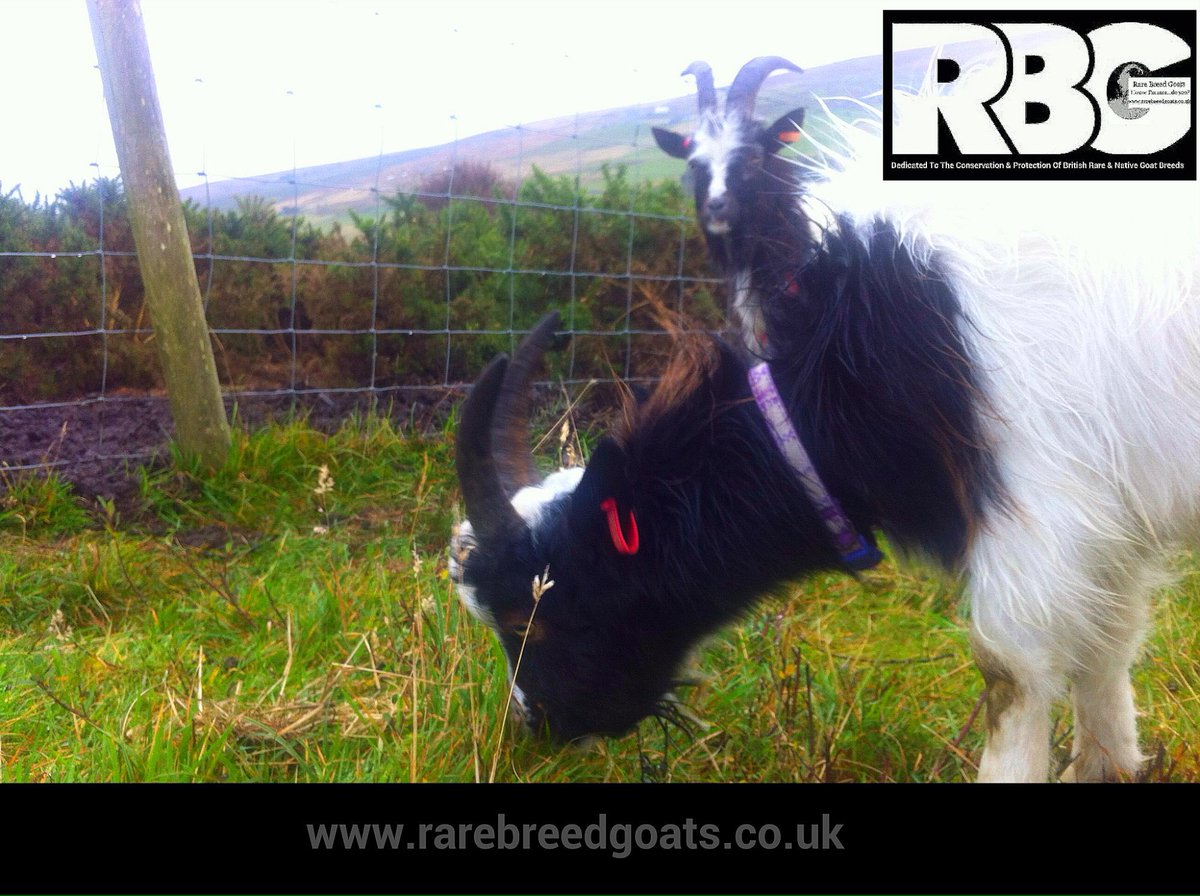 RareBreedGoats's tweet photo. There is something really special about Bagot Goats - and that's why we do what we do for them #bagotgoat #rarebreedgoats #rbg #nativebreeds https://t.co/kikRZ6aFrk