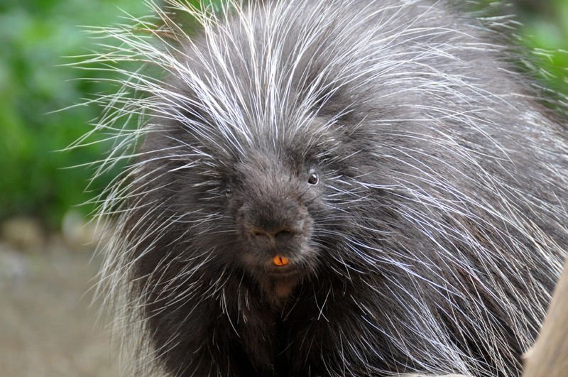 Twerping1's tweet photo. Facts About Porcupines https://t.co/KzYlKJXfPx https://t.co/uMIgKCIU77