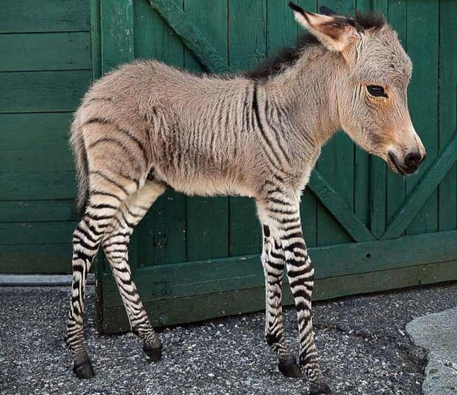 NatureDailyPics's tweet photo. A zebra/donkey hybrid animal; more commonly known as a zebroid https://t.co/bqWxkeePC2