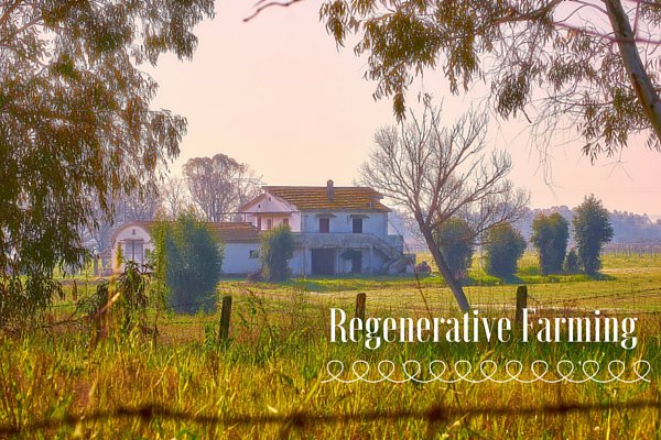 RestorationAgD's tweet photo. 3 Reasons to start a #regenerative farm. Read our full article here ~ https://t.co/RkoEkrdBPw https://t.co/zTRSpRmezV