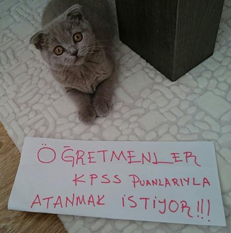 TRogretmen's tweet photo. Sıdıka Karagöz hocamızın kedisinden mücadelemize destek var :)
#MülakatıİptalEtMeb https://t.co/wkvrASJZep
