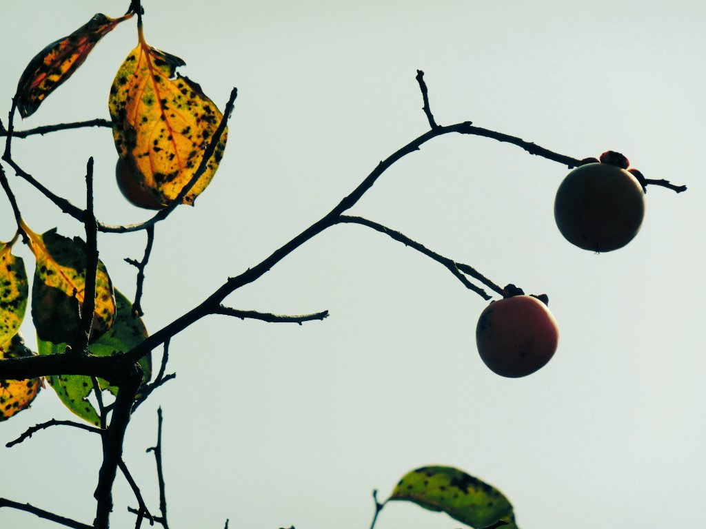 _ame_photo's tweet photo. autumn

#ファインダー越しの私の世界 
#写真好きな人と繋がりたい 
#autumn #photography 
#persimmon #birds 

🍁 https://t.co/izkqZKzCgP