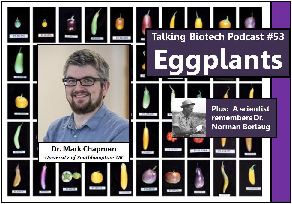 kevinfolta's tweet photo. Eggplant diversity and history is rich and interesting. Today's podcast. https://t.co/L7rCGRE7qc