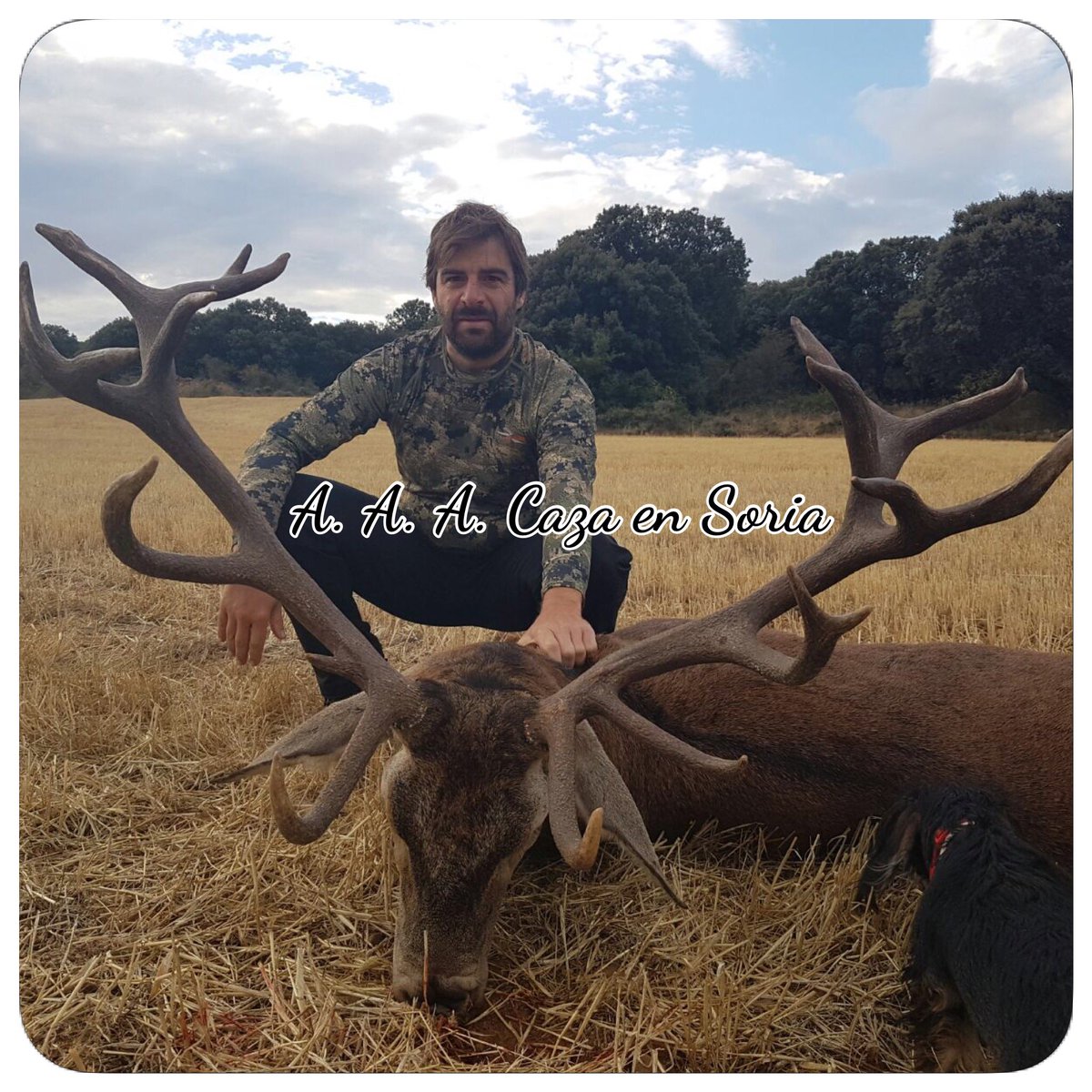 Bonito trofeo cazado por nuestro amigo Nacho en finca abierta (Soria), Disponibles puestos para nuestras #monterias #berrea. #recechos
