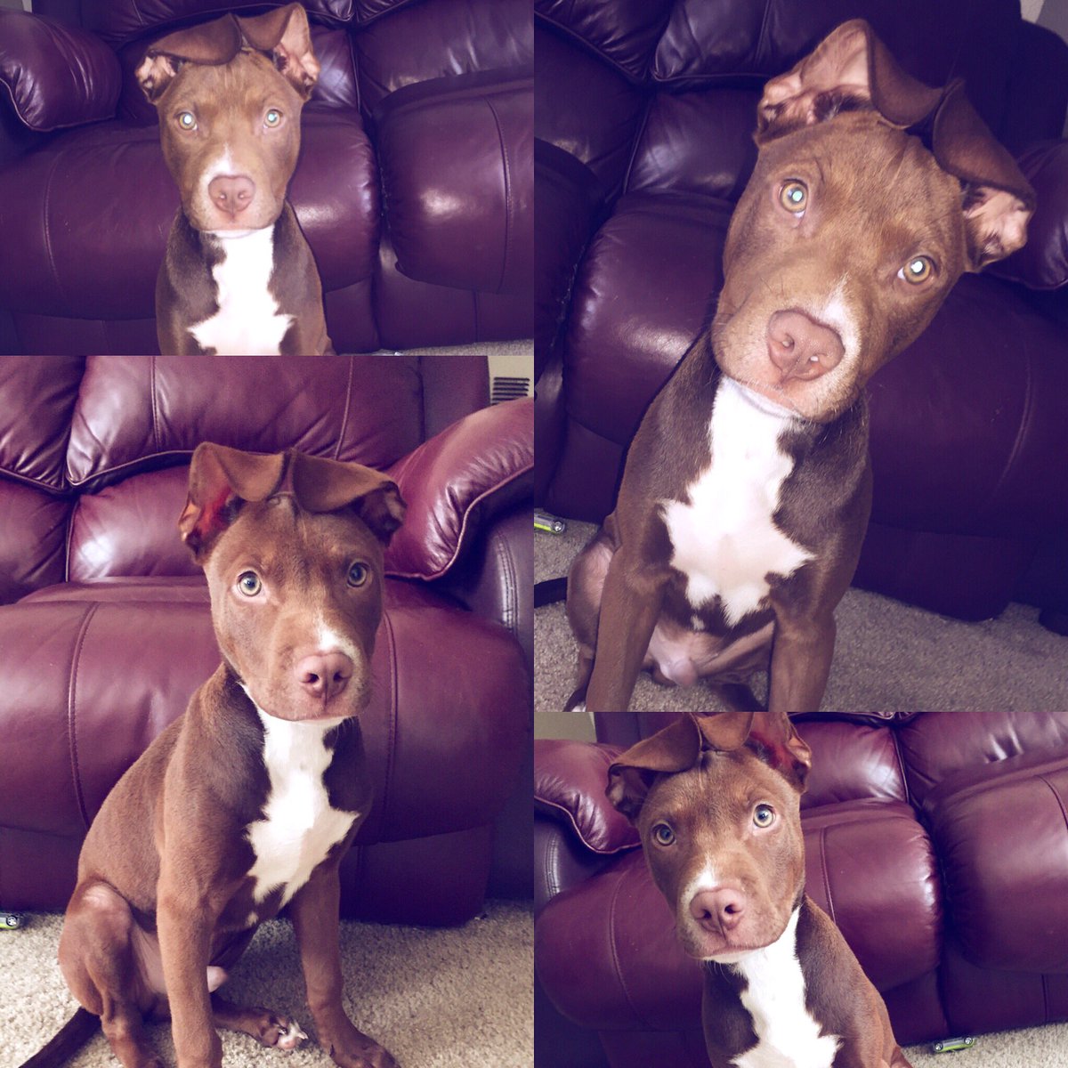 keysh_avibe's tweet photo. I finally got Tyson to sit still for a pic lol 🐶 #pitbull #badassdogs https://t.co/NE9JfYjE4q