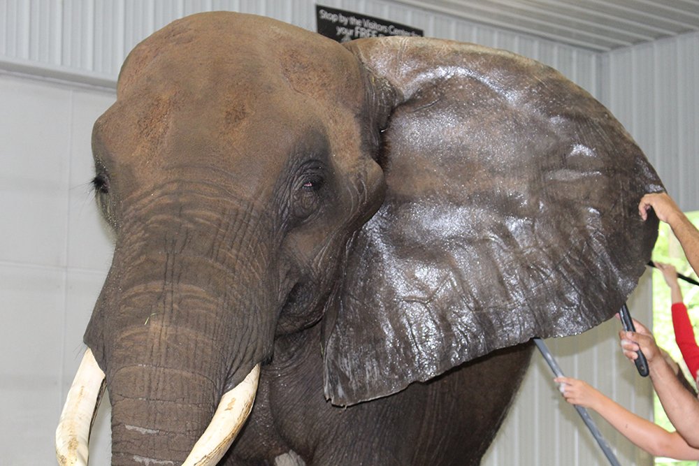 dihiwi's tweet photo. Visited #Indiana #elephant #rescue met three up-close and personal. Worth a visit, near #FrenchLick #Wilstem https://t.co/DwerQZj7qk https://t.co/VhzpGOJTnA