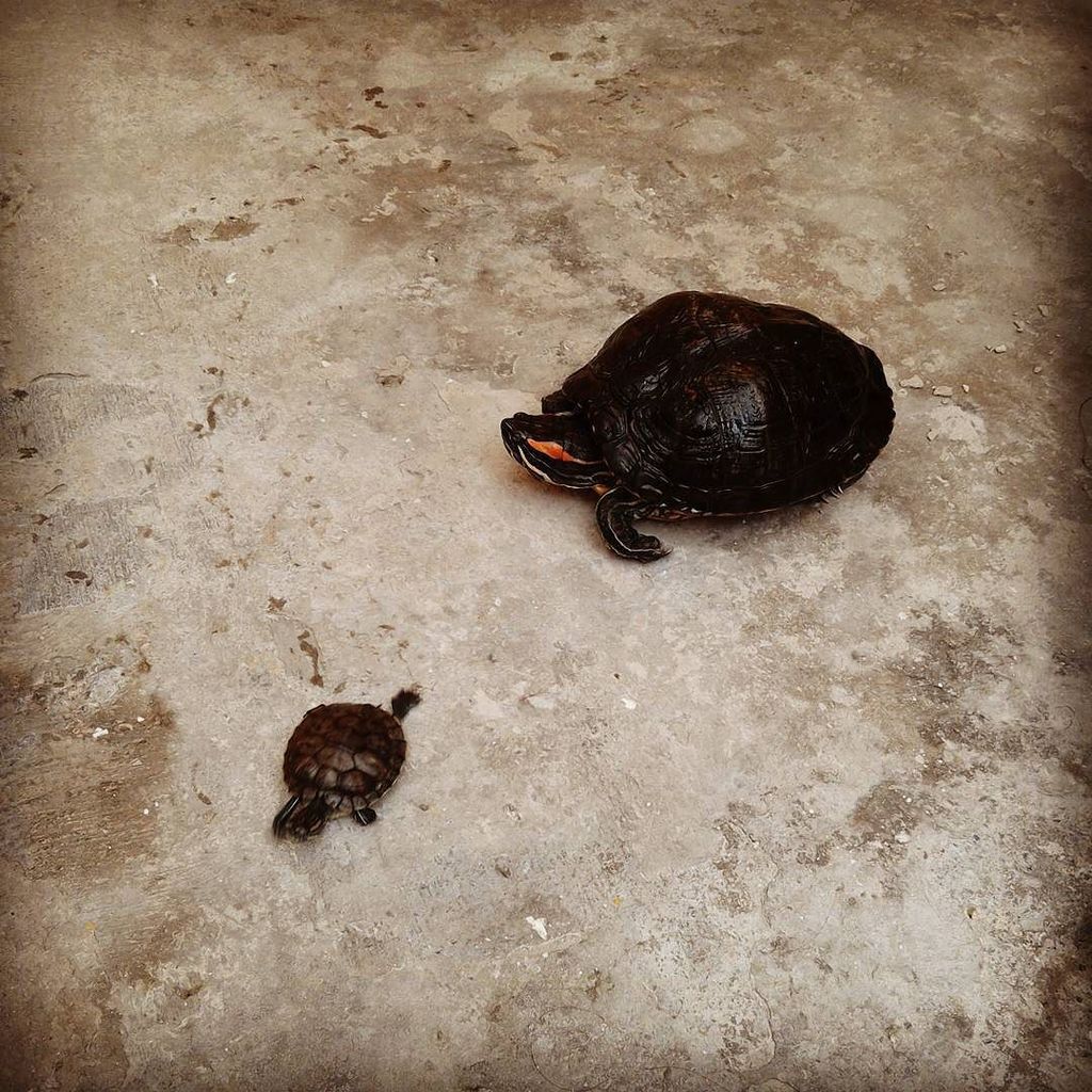 arturo_urp's tweet photo. Hoy, y por un periodo de tiempo mediano, tenemos visitas 🐢🐢 #Turttle #Turttles #Tortugas #… https://t.co/hMNgbgZOnm https://t.co/bnNvhzydB4
