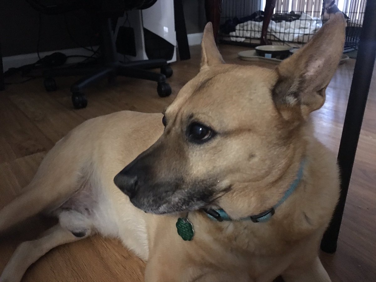 derek mitchell on twitter i love animal planet but the aspca