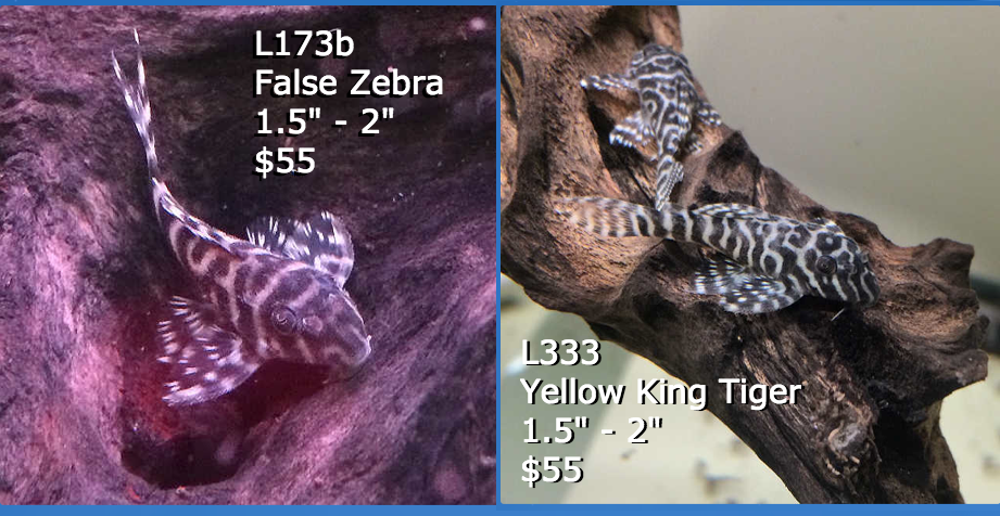 DiscusMadness's tweet photo. New Plecos in stock:
L333 Yellow King Tiger Plecos &amp; L173b False Zebra Plecos. 1.5" - 2" $55ea
L046 True Zebra Plecos back in stock as well! https://t.co/X1IOTTkGSG