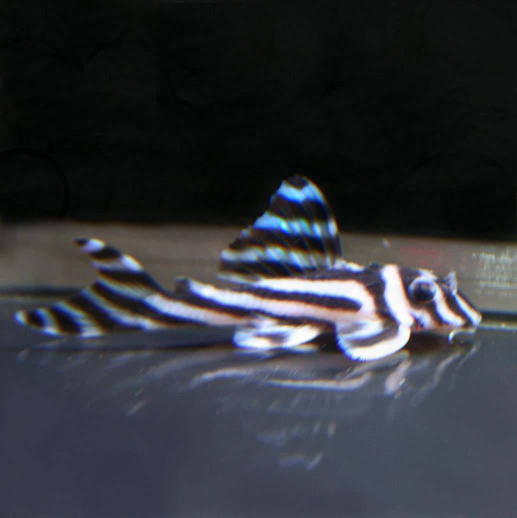 New Plecos in stock:
L333 Yellow King Tiger Plecos &amp; L173b False Zebra Plecos. 1.5" - 2" $55ea
L046 True Zebra Plecos back in stock as well!