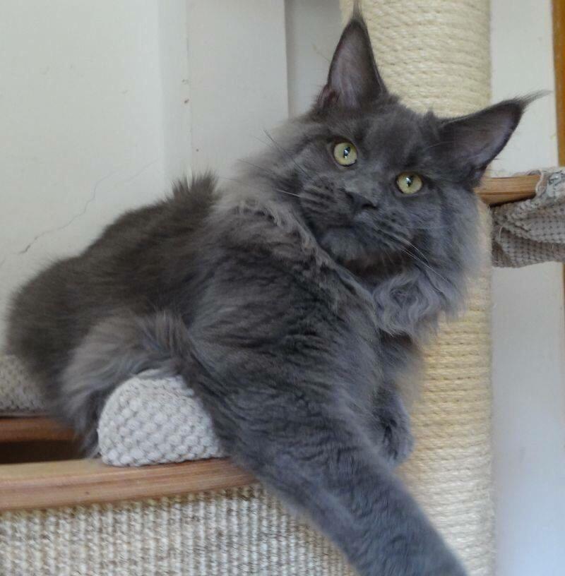 cat MAJCOON has name Ilay