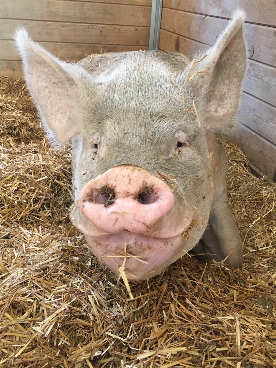 TheGentleBarn's tweet photo. Have you always wanted a pet pig of your own?! Sponsor Bodhi! Find him here: https://t.co/8y11pHg9dI https://t.co/mIq4jA0lay