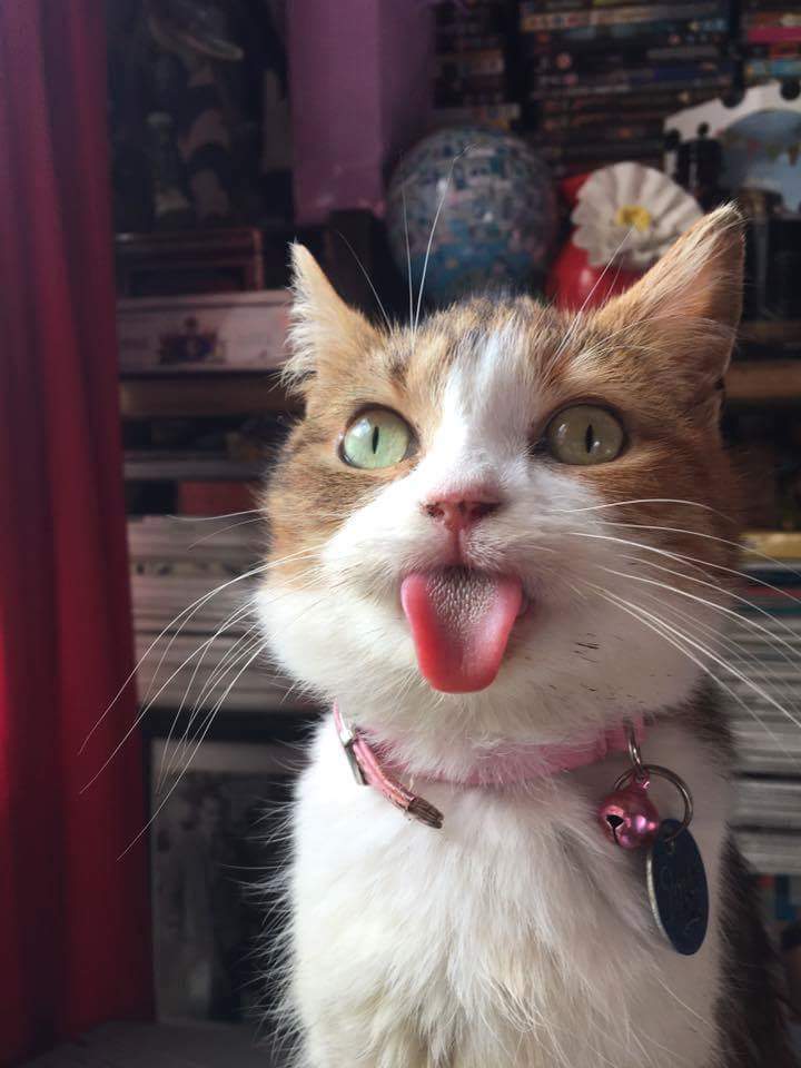 EmbraceAnimals's tweet photo. He Just Started At Me Like This!!!
#cat #cute #embracetheanimals #catagram https://t.co/I1sw4xaWxL