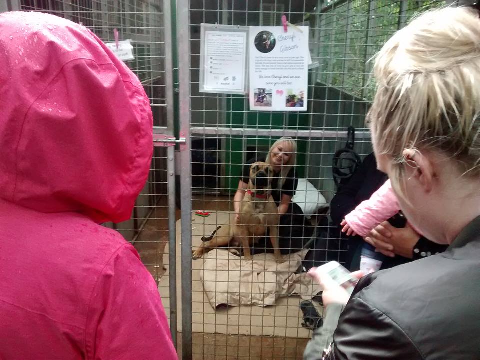 HilbraesDogs's tweet image. Some photos of our girl @ch3zie spending day in our kennels with the lovely Narla justgiving.com/fundraising/Ch… @StTrumper @julieshaw1902