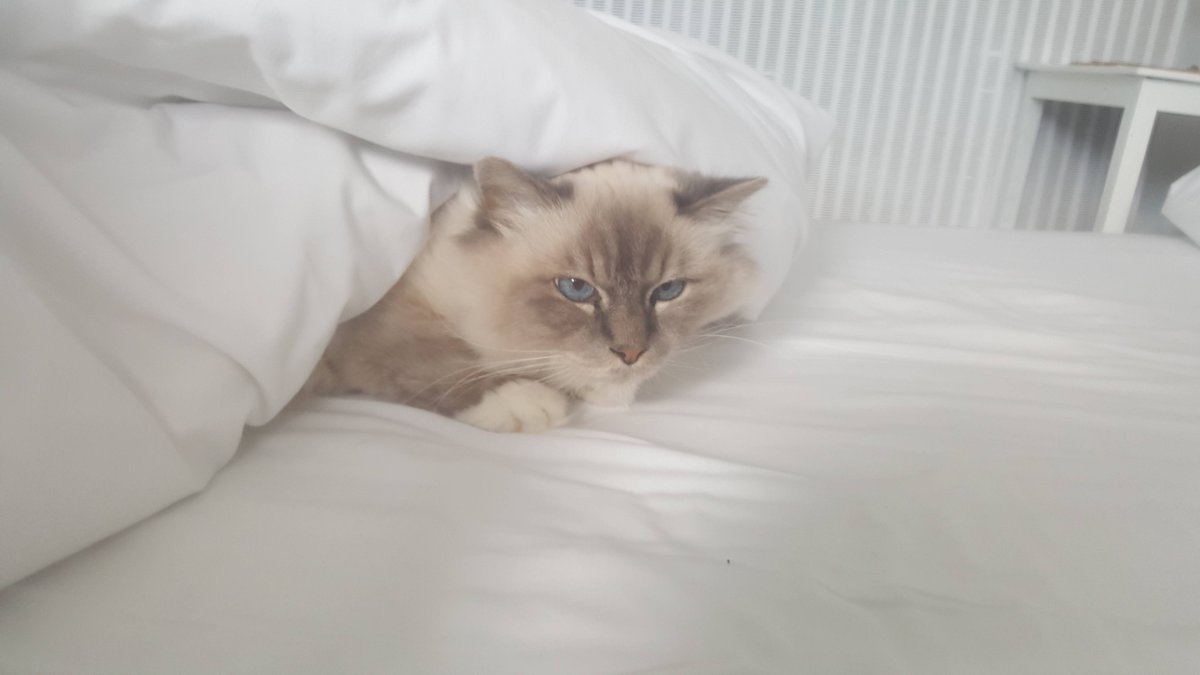 EmbraceAnimals's tweet photo. What will you tell this cutie!

#cat #bed #cute #sleep #embracetheanimals https://t.co/hwXezUu8If