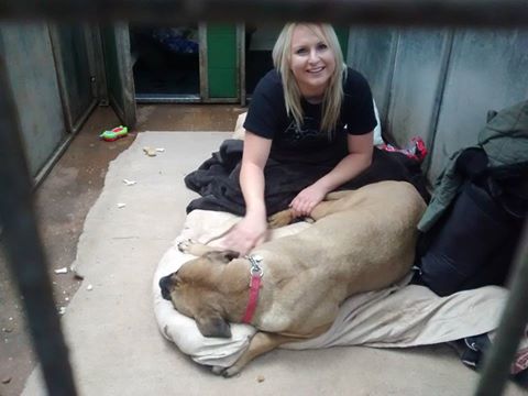 HilbraesDogs's tweet image. Some photos of our girl @ch3zie spending day in our kennels with the lovely Narla justgiving.com/fundraising/Ch… @StTrumper @julieshaw1902