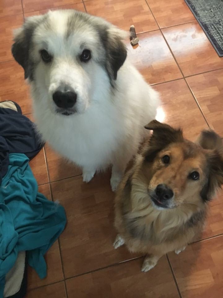 EmbraceAnimals's tweet photo. Have a look at this two cute fluffers!

#fluffer #dog #embracetheanimals #fun #funny https://t.co/gvi8WZBG6G