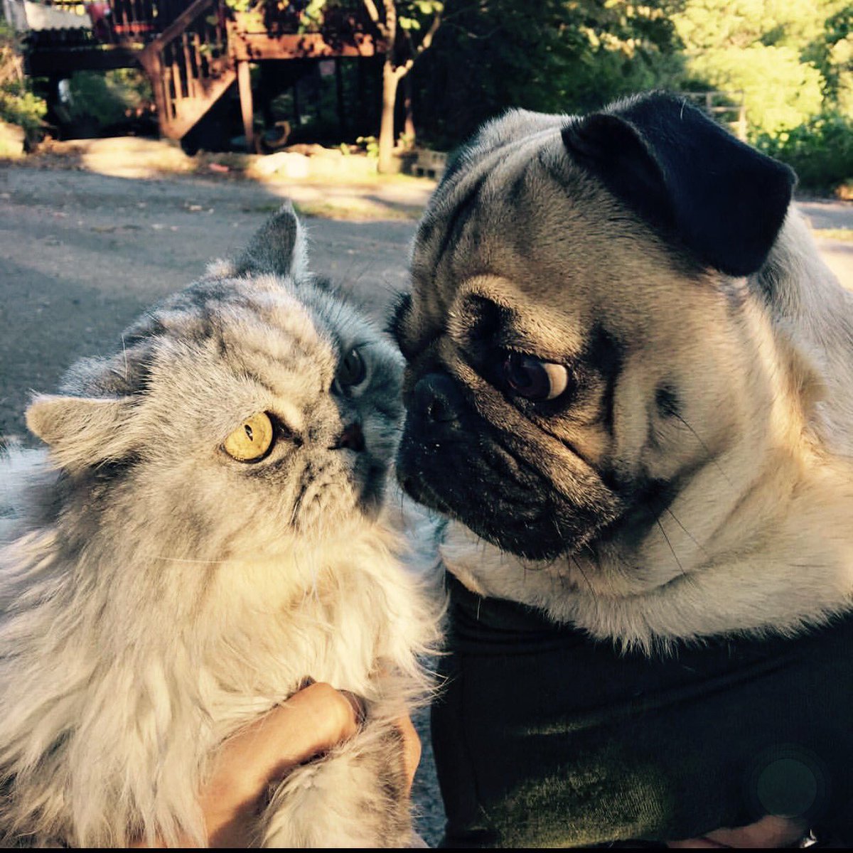 No fight for who is cooking. 

Brunch and late lunch until 4:30 pm 

2313 Edwards St

goo.gl/maps/bwyGYJZKR…