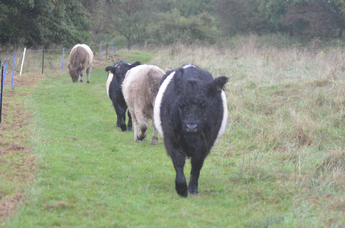 Lovely to get close to the #ConservationGrazers at Castor Hanglands NNR today @NE_WestAnglia . Such beautiful creatures.