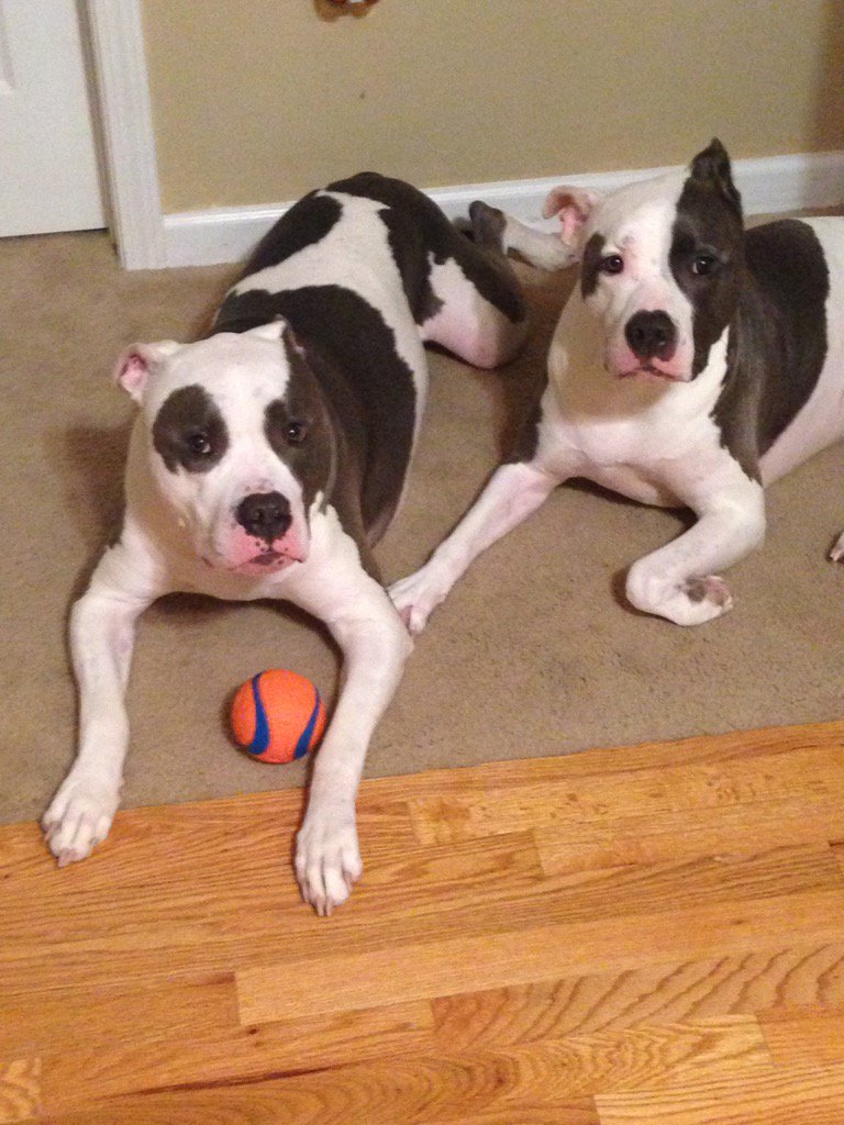 pittiluvr's tweet photo. Dexter and Paityn    #ShowUsYourPits https://t.co/058gfF0D87