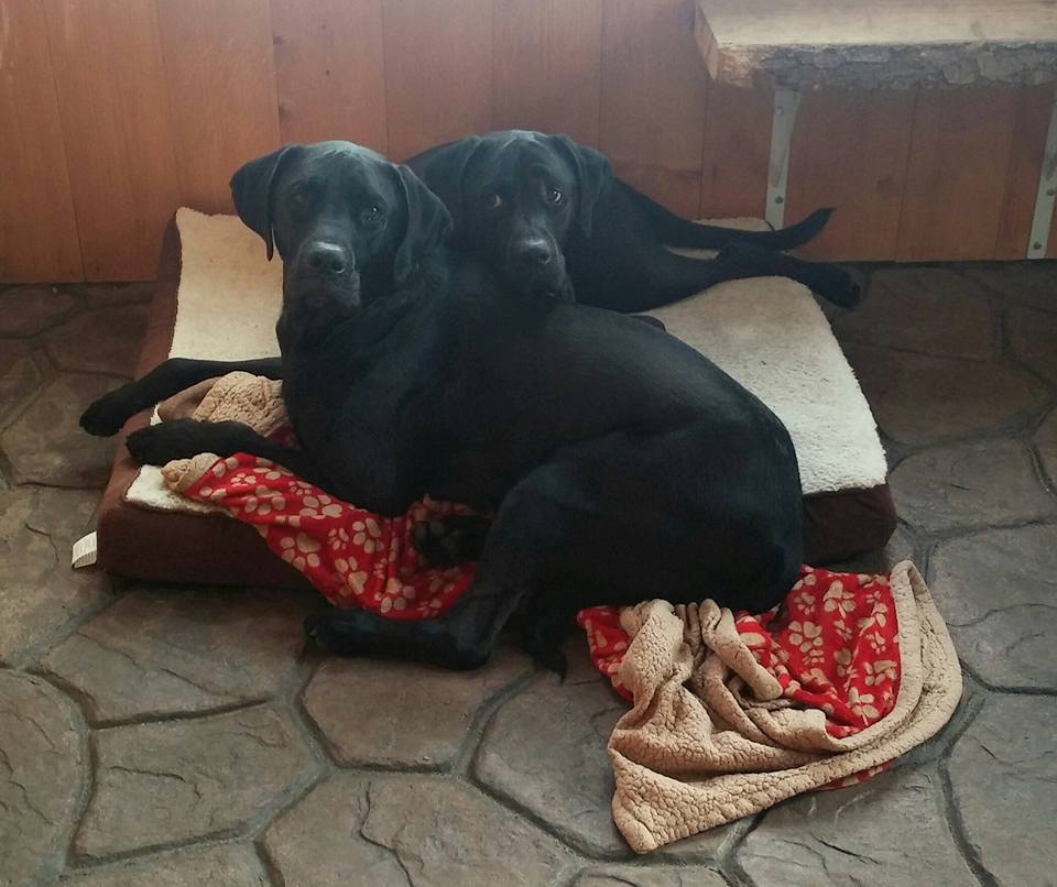GamingBDG's tweet photo. #BlackDogDay - Because a lack of colors doesn't mean a lack of love and personality! #dogs #puppies https://t.co/VRDq0naYip