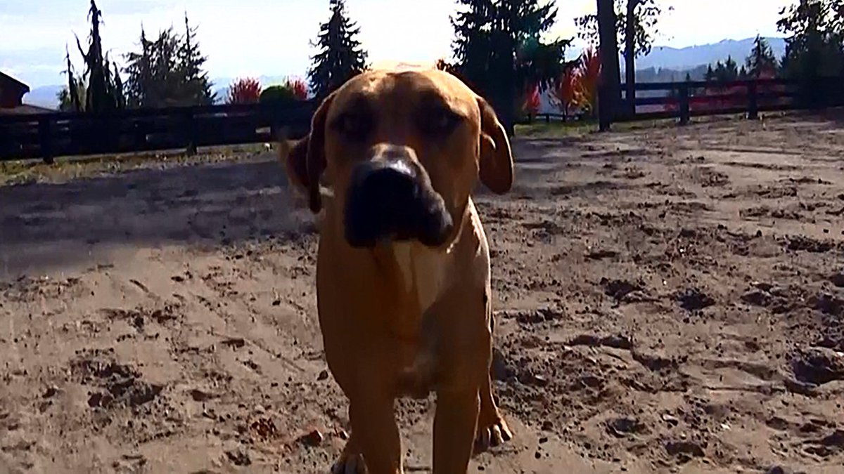 Dog recovering after being hit by hunting arrow bit.ly/2d49l5p?utm_me… https://t.co/zgxxdeuNWs