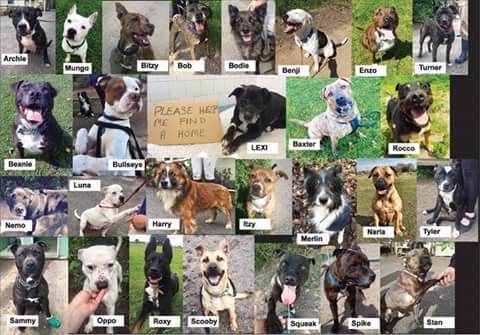 StTrumper's tweet image. Pleaae please give even a pound to cheryls kennel sit in the kennel. No phone no light later nothing all for Hilbrae