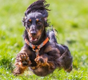 Beth_Chamber's tweet image. Dachshund Races will be October 2 &amp;amp; 9 at 3 PM! Registration fee is $15.  ow.ly/BSGY304J5zD