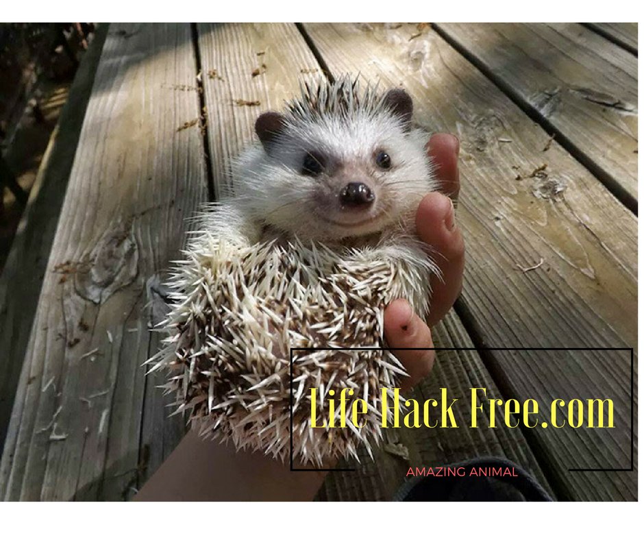 20 Cutest Hedgehog Ever Which Make You Smile
bit.ly/2cJpBrw
