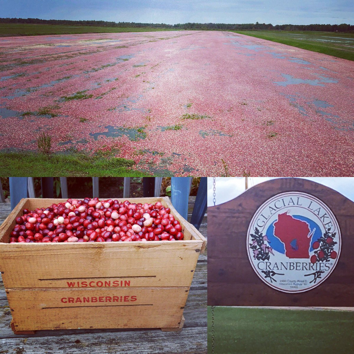 3lbirdstravel's tweet photo. What a beautiful fall day to tour the Wisconsin cranberry fields!! Who know 60% are harvested here! #travel #ttot https://t.co/IOHemLOdum