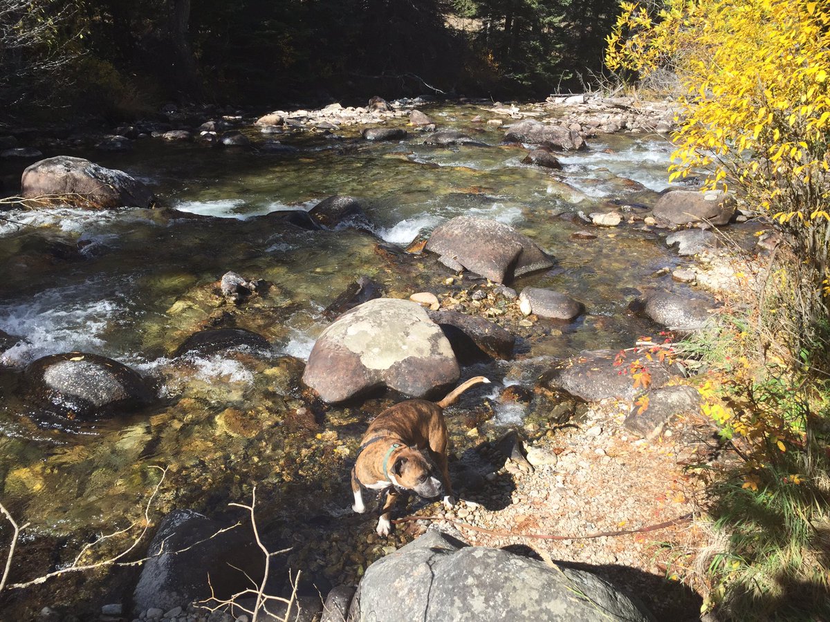 #rescuedog Buster in his happy place ❤️