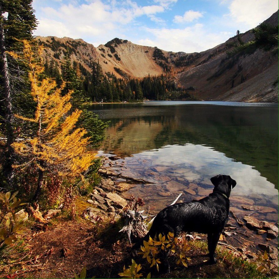 The #larch are turning up top.  Perfect time for an #alpine #hike in the fabulous #eastkootenays! @VisitCranbrook <a href="/KootRocks/">kootrocks</a> <a href="/GOKimberley/">GO Kimberley</a>