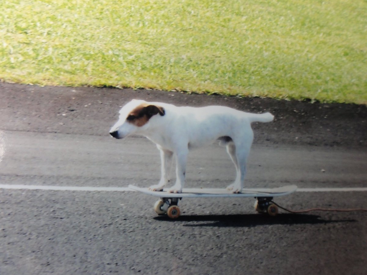 296kelika アメリカで有名なスケボー犬はブルドッグでスケボーを咥えて持ち運び 自分でスタート 障害物を避ける動画スターです 訓練方法 １ スケボーに乗れば楽しいことがあると犬に感じさせる ２ スケボーに紐を付け 犬を載せ引き散歩する 写真にも