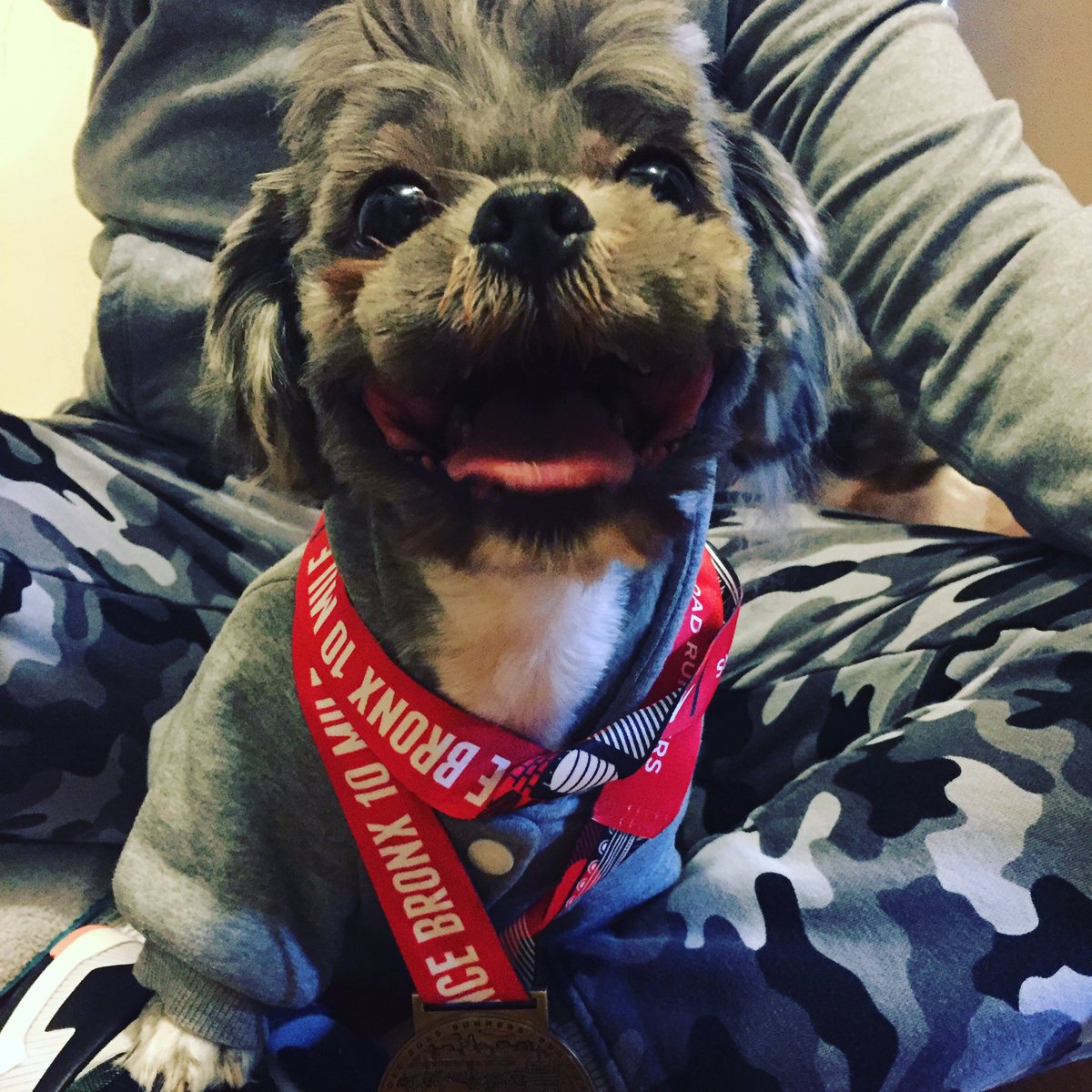 _viitaI's tweet photo. My dog Einstein sporting my last medal #bronx #5boroseries https://t.co/svRf9X6c34