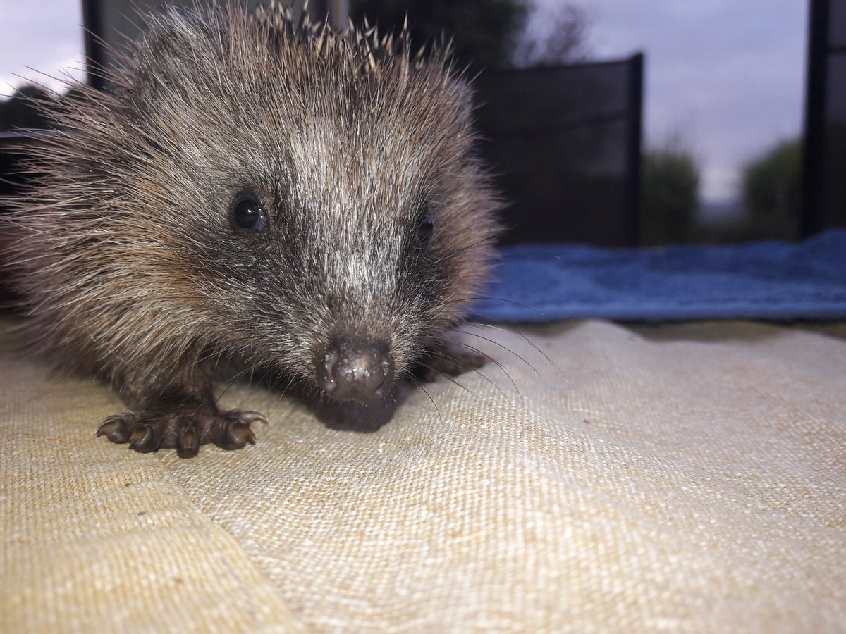 MoEvian's tweet photo. .... Darf ich #vorstellen meine kleine verwaiste #Igel #Mädchen #Flöckchen....Leider nur 220 g 😔aber #Futterhaus und #Igel Haus sind fertig https://t.co/3zMorqFryw