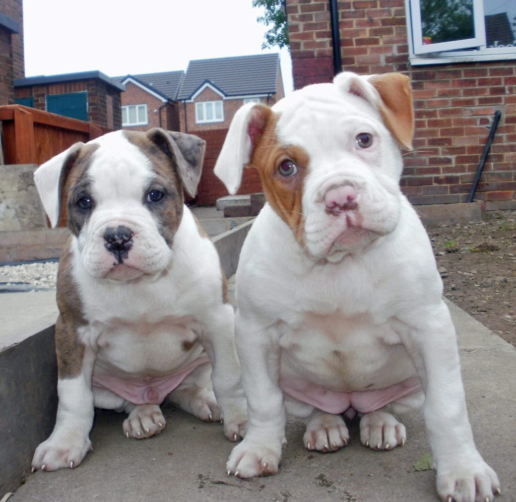 STONESY2011's tweet image. Me puppy American bulldogs