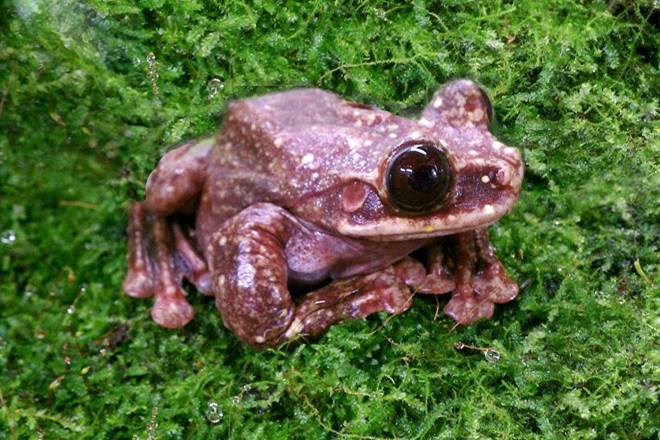 FinancialXpress's tweet photo. Species likely extinct after #rarefrog dies in #Atlanta https://t.co/BOYae43pd7 https://t.co/ypgQ6PoOJp