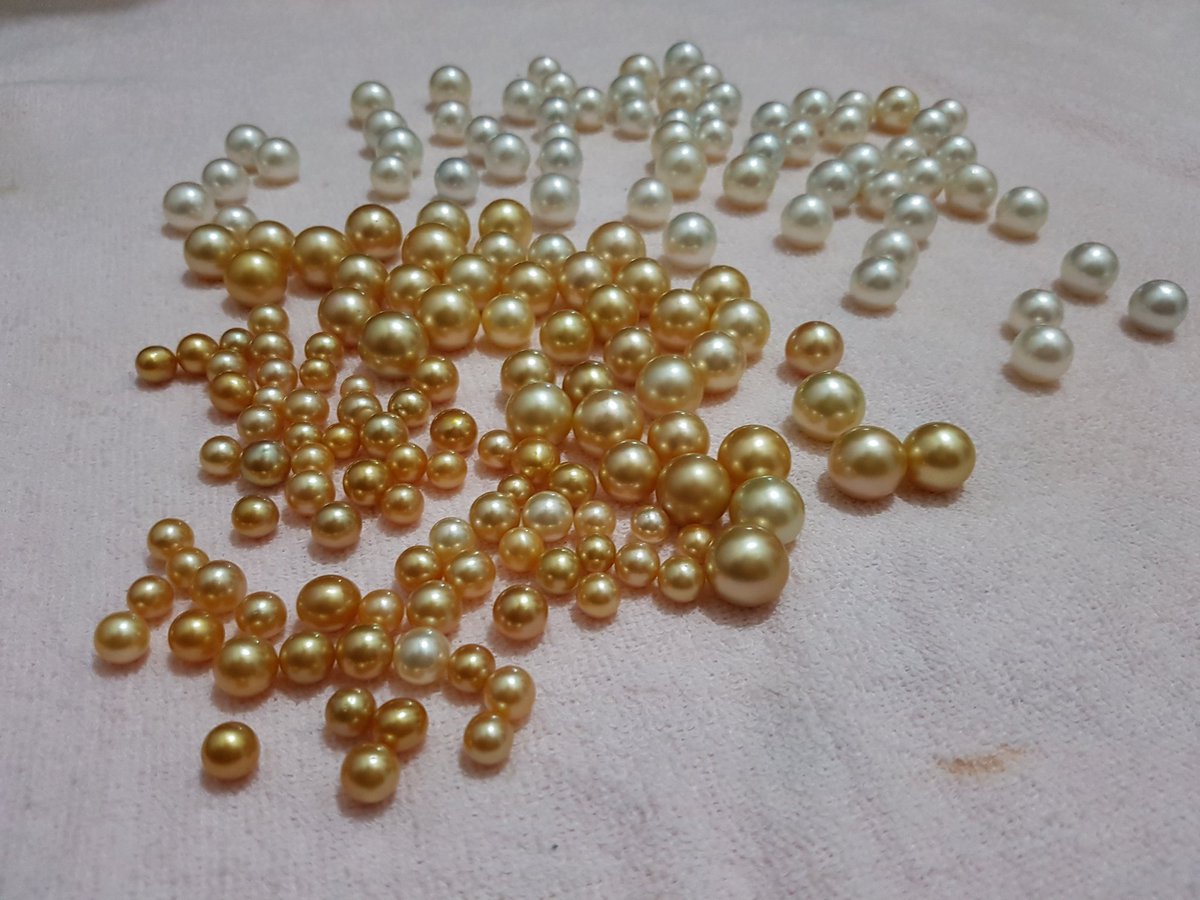 rodhy_scrab's tweet image. white and golden south sea pearl from indonesia