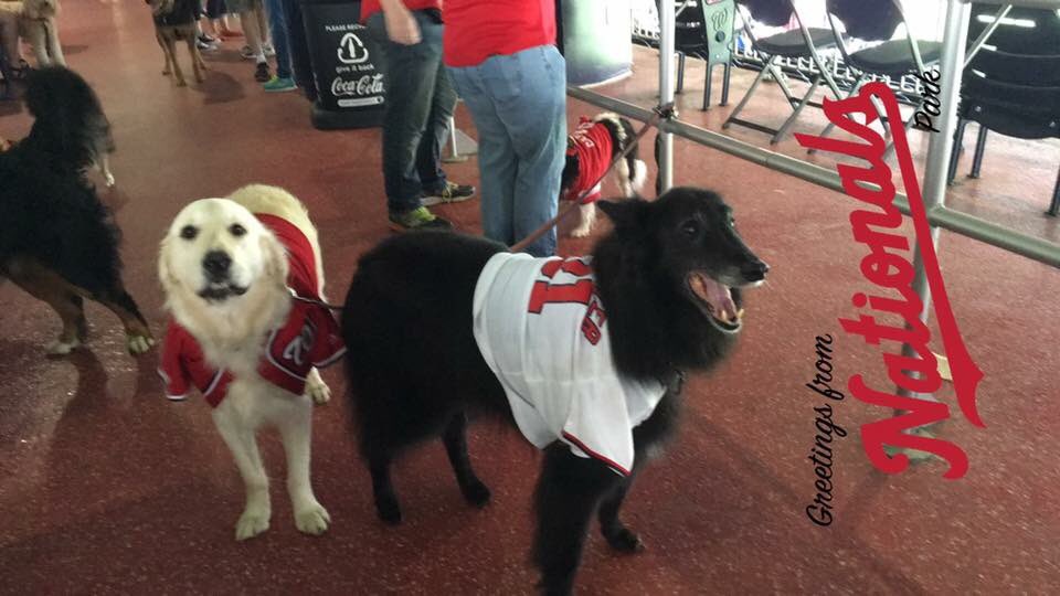 TinaBMD's tweet photo. @CBAILEY138 @JWerthsBeard 2 out of 3 ain't bad! #TeamIceStorm #blackdog #natsrallypets #scherzdog #hawpaw https://t.co/5zO4EnQmJp