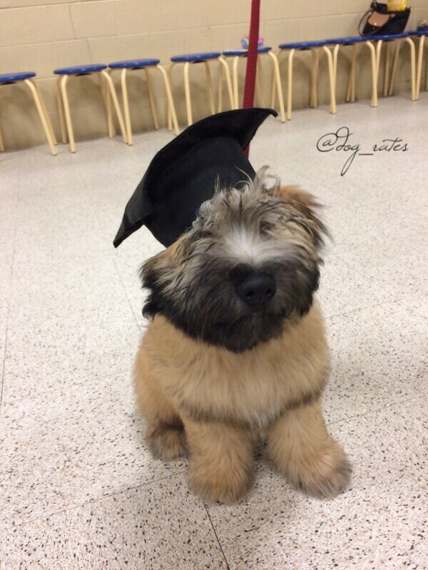 dog_rates's tweet photo. This is Sampson. He just graduated. Ready to be a doggo now. Time for the real world. 12/10 have fun with taxes https://t.co/pgVKxRw0s1