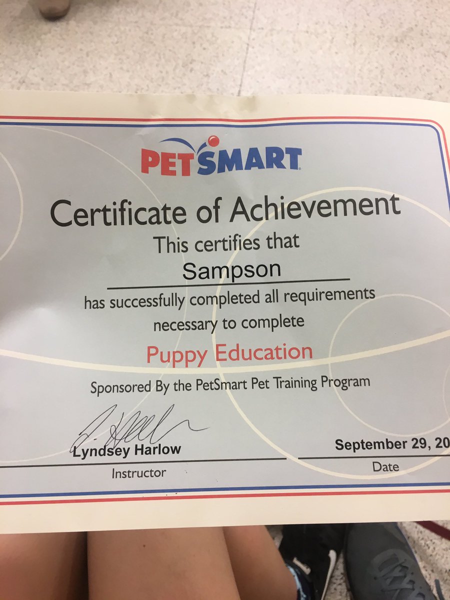 dog_rates's tweet photo. This is Sampson. He just graduated. Ready to be a doggo now. Time for the real world. 12/10 have fun with taxes https://t.co/pgVKxRw0s1